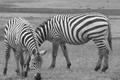 Zebra action