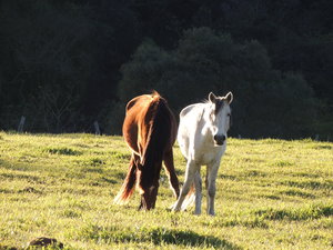 Dos caballos en buena vista