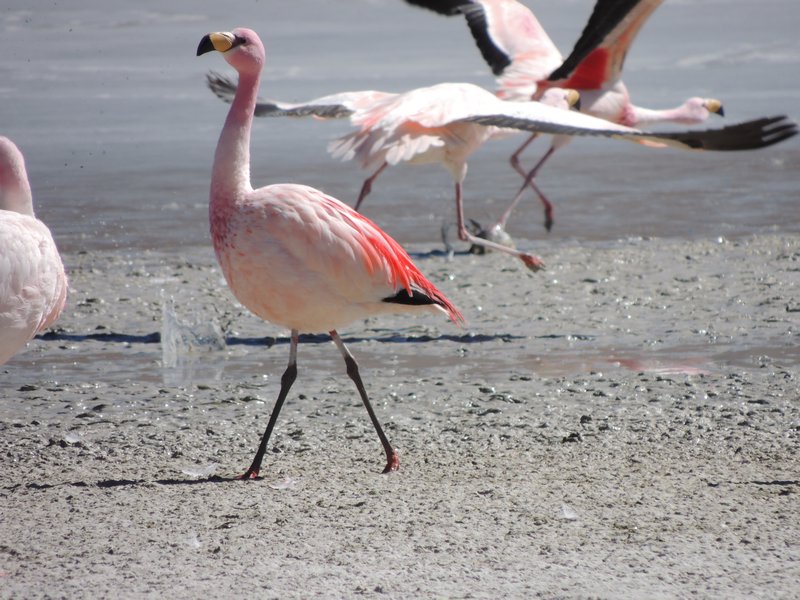 Un Flamingo de cordillera de los andes
