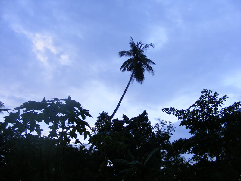 Coconut trees on our walk