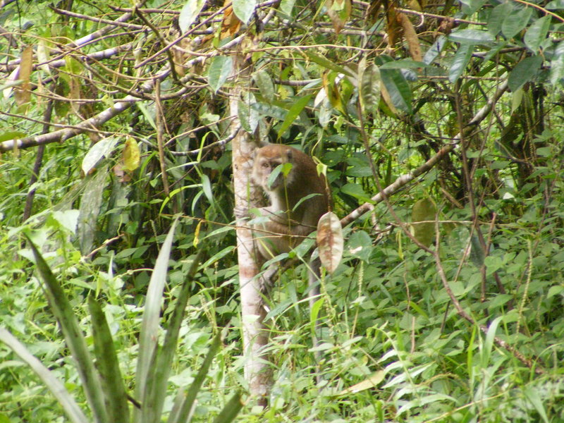 Macaque at the camp