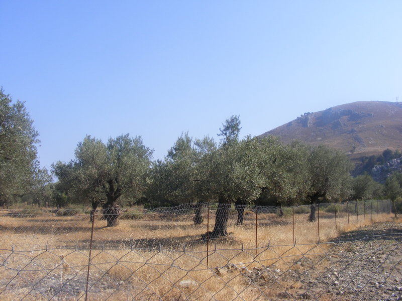 Olive grove on the way to monastery