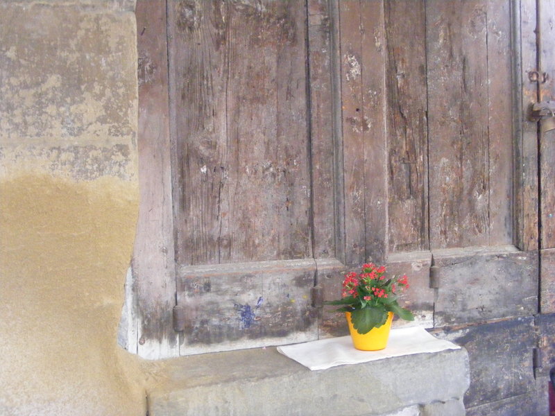Flowers in Arezzo