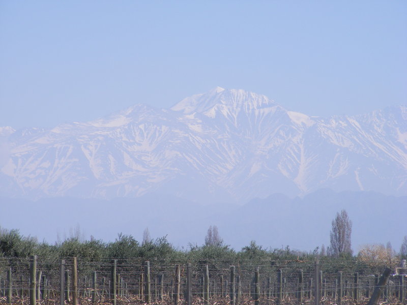 Vineyards in the shadow of the Andes