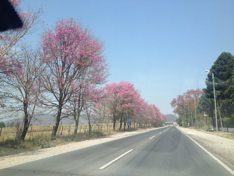 The road from Salta