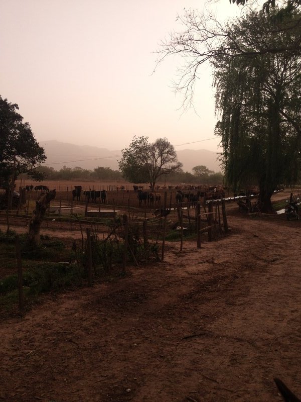 Cows in a red dust cloud 