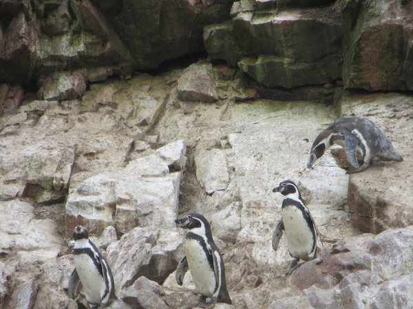 Humourous Penguins | Photo
