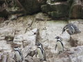Humourous Penguins