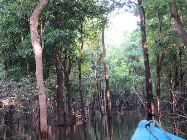 Amazon tributary