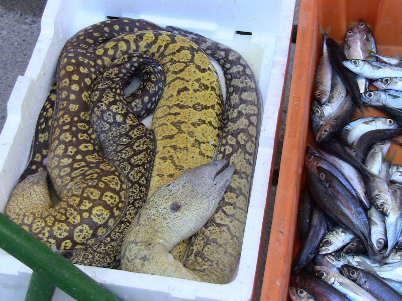 Eels & Sardines, freshly caught.