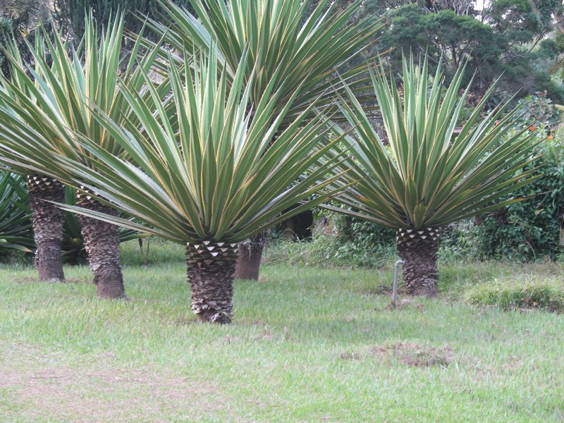 Kisantu Botanical Garden