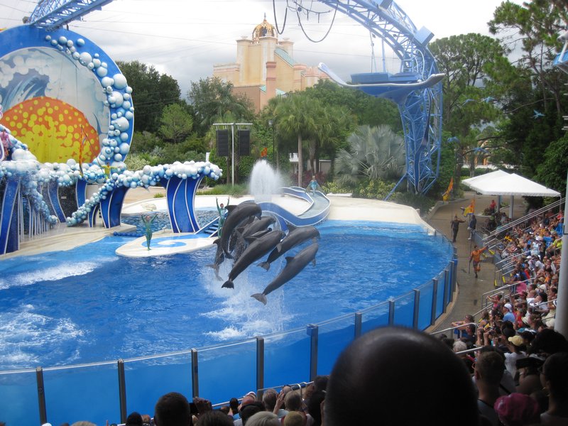 Delfin-show i SeaWorld.