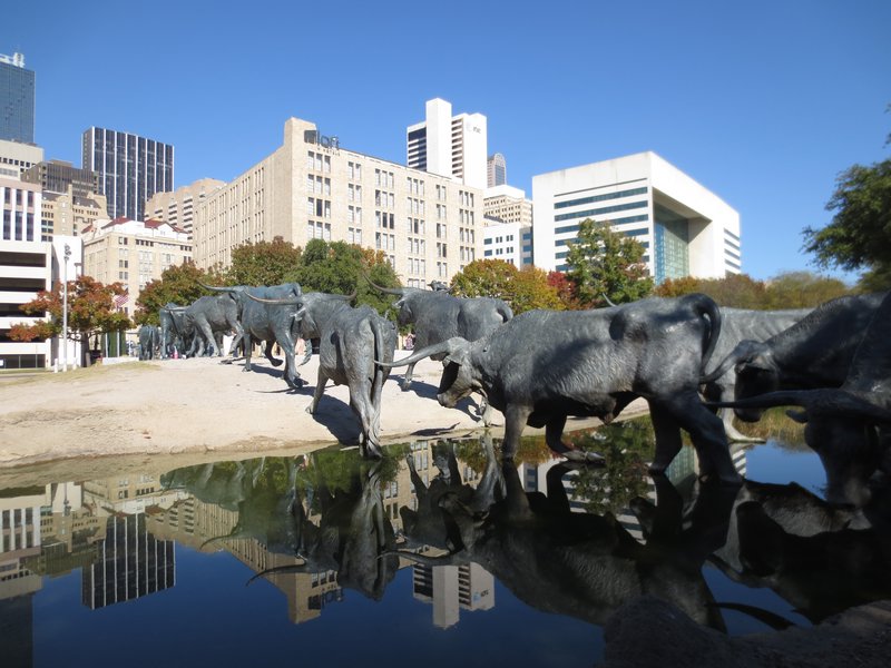 En stor flok bronze-køer på gåtur i Dallas midtby