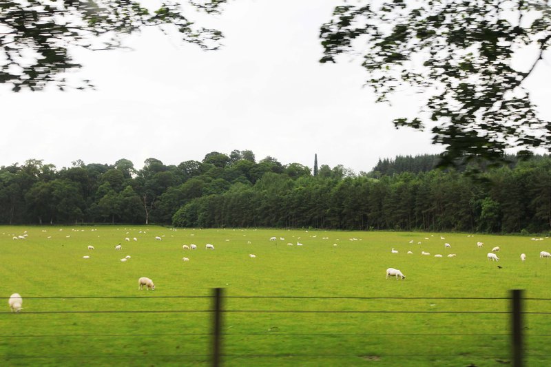 The sheep and fields