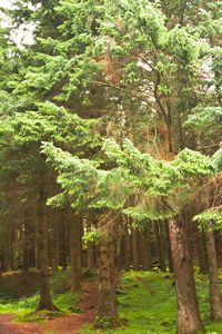 The Pines by Loch Awe