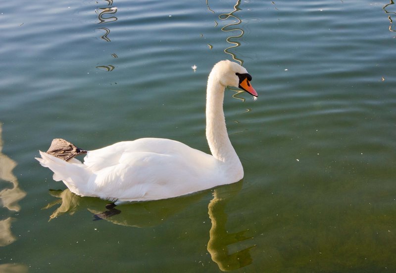 Lake Geneva's Swans
