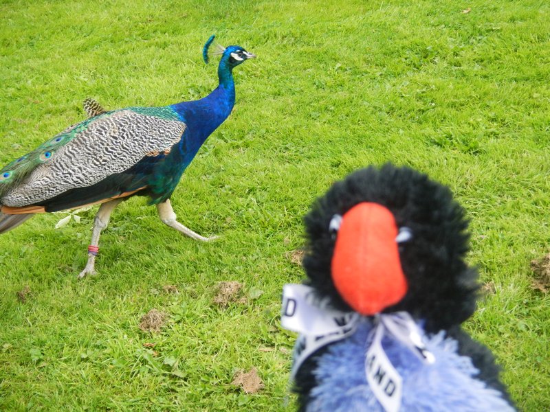 Percy meets a peacock