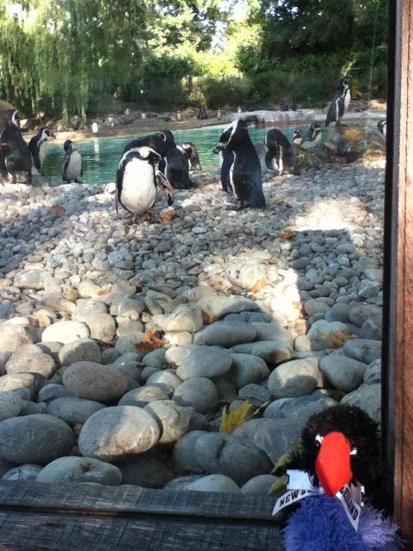 London Zoo, Penguin Beach