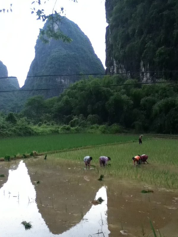 Working hard in the rice paddy fields
