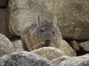 sollen Ratten ähnliche Wesen leben noch in Machu Picchu