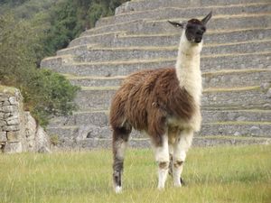 und die Vierbeiner leben auch in Machu Picchu - Rasenmäher und Bewässerung als Hauptaufgabe