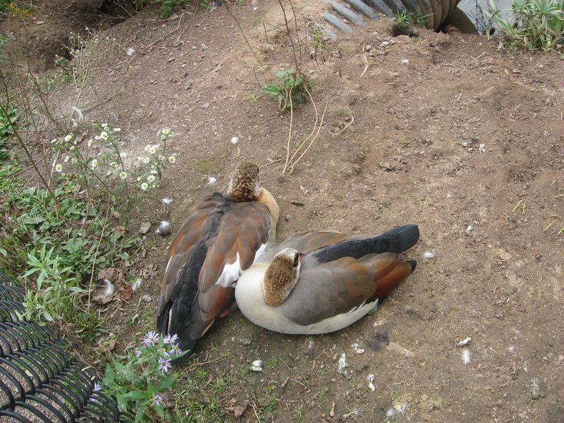 Australian Geese