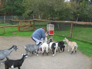 Pigmy Goats