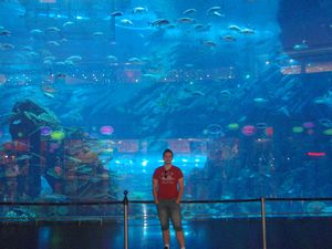 Det store akvarium i Dubai Mall