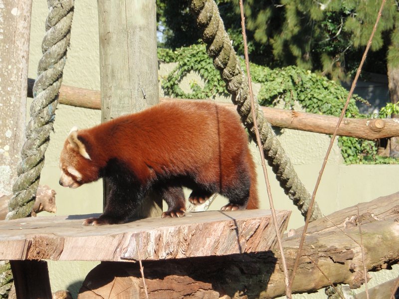 Den røde panda