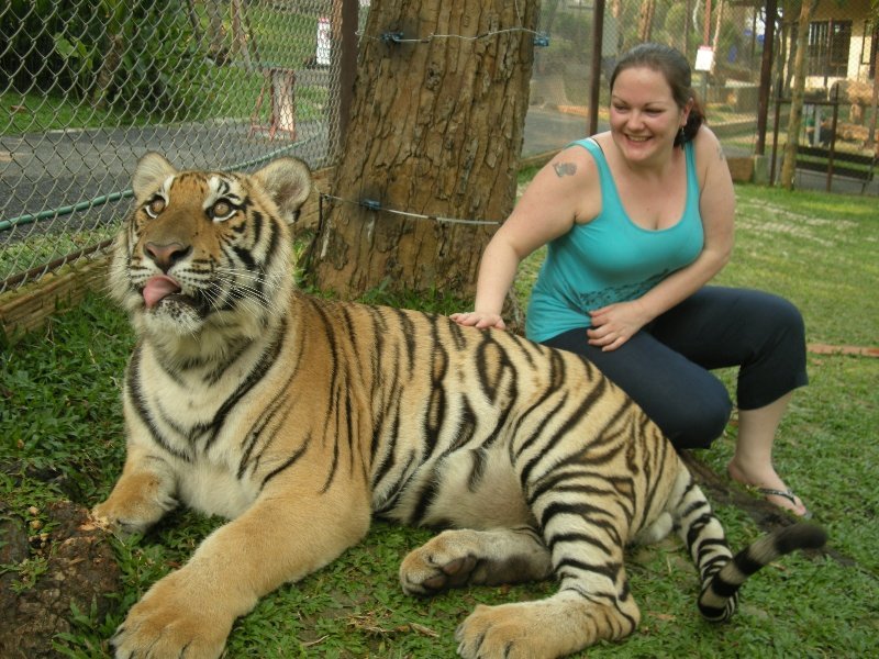 Medium-sized tiger