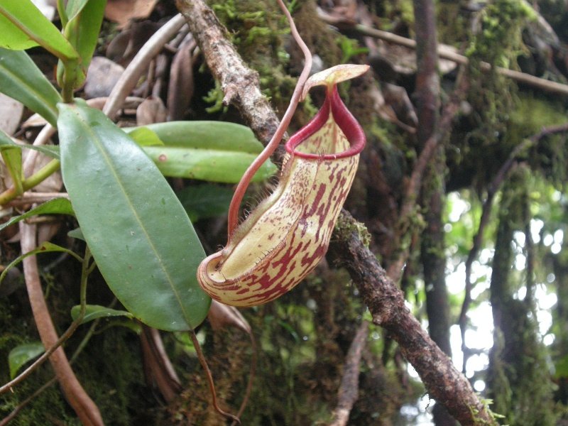 A pitcher plant