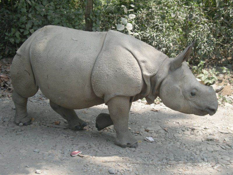 The bubby rhino!