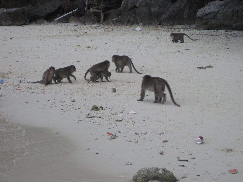 Monkey beach!