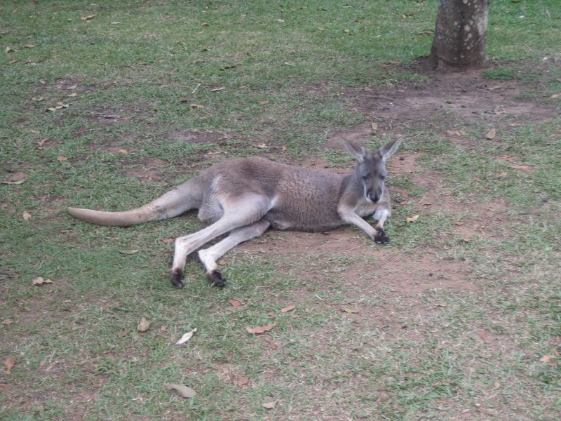 lazy Kangaroos