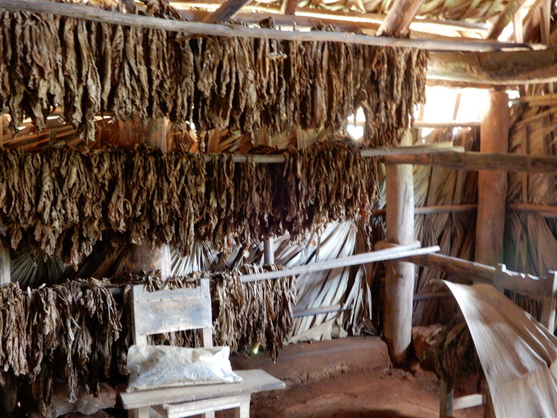 Tobacco and Cigar Production