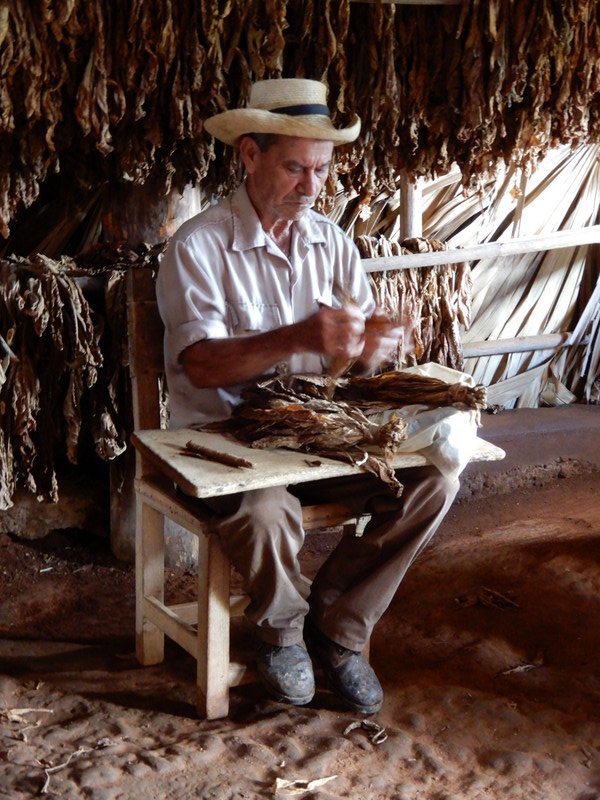 Tobacco and Cigar Production