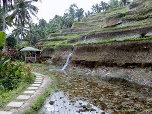 Tegallang Rice Terraces