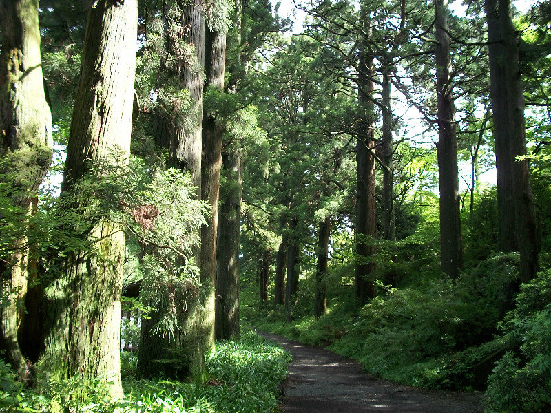 Cedar Forest, Moto-Hakone