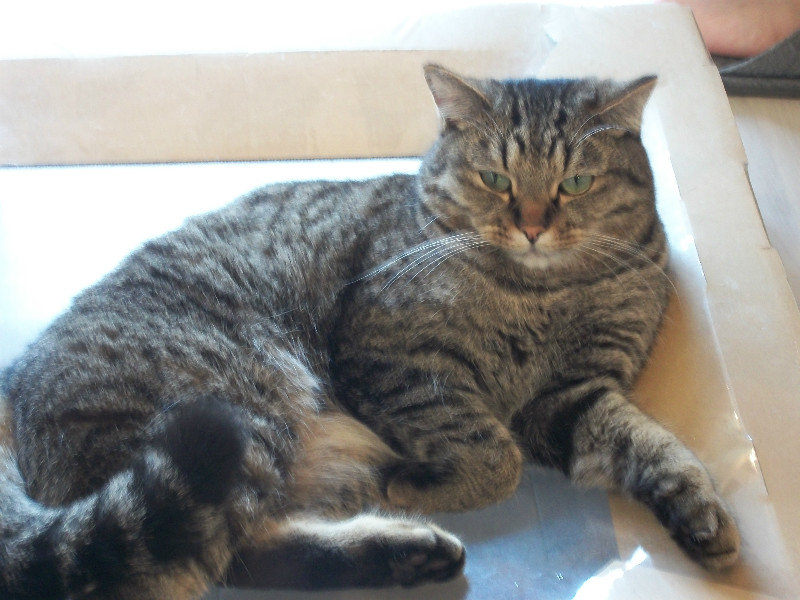 Cultural Highlight 2: Cat Cafe