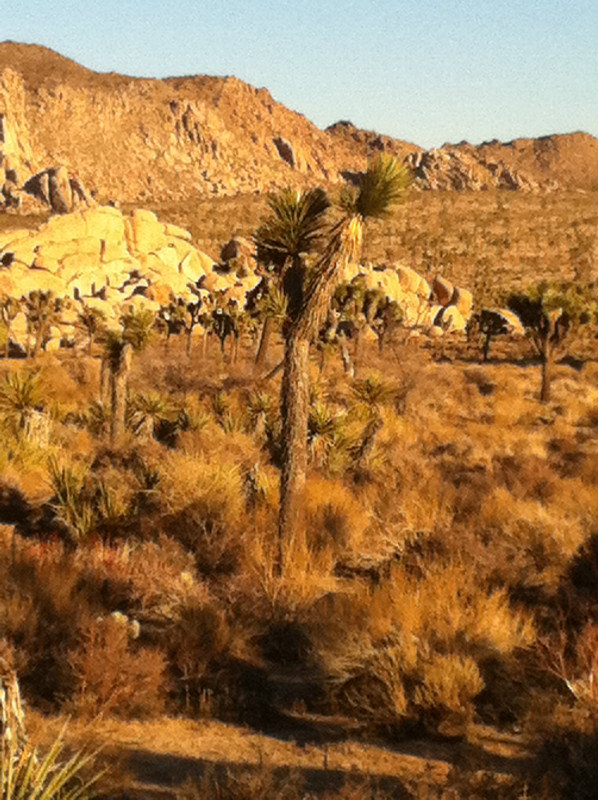 Heading out towards Yucca Valley