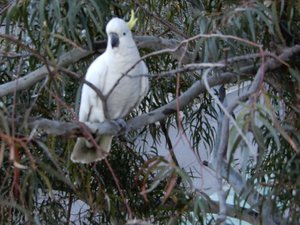 Cockatoo