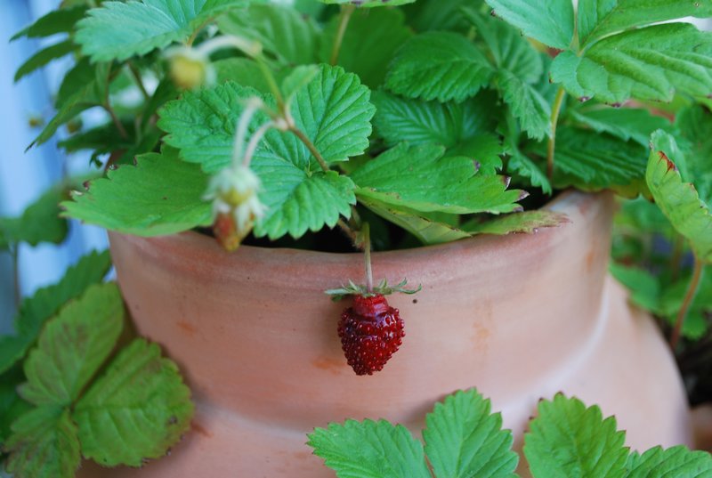 Baby strawberry