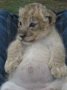 Cute little cub!
