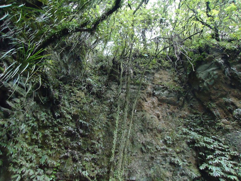 Waitomo landschap