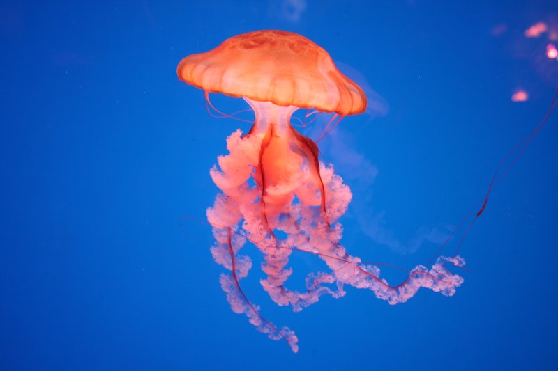 Jelly fish in Sea Life at MOA