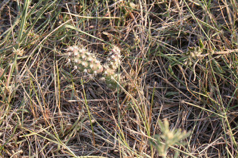 Cactus in the prairie grass
