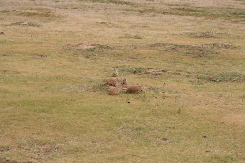 Prairie Dogs at Devil's Tower