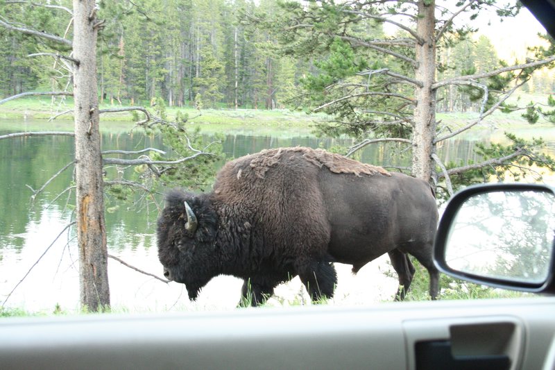 Buffalo right next to our car!