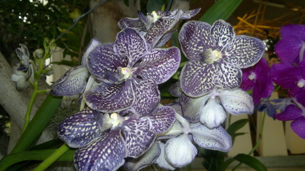 More Orchids