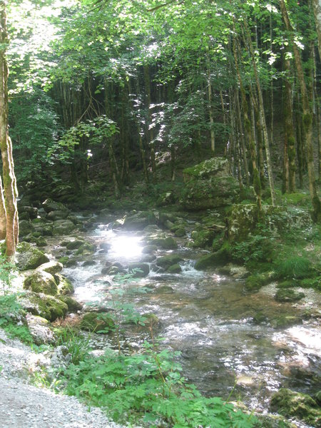 River through forest